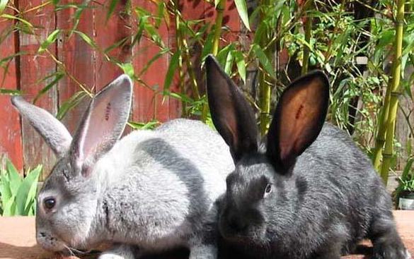 关于巨型花明兔的简介