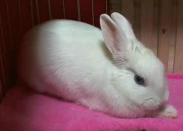 中兽医对瘦兔催膘长肉十则