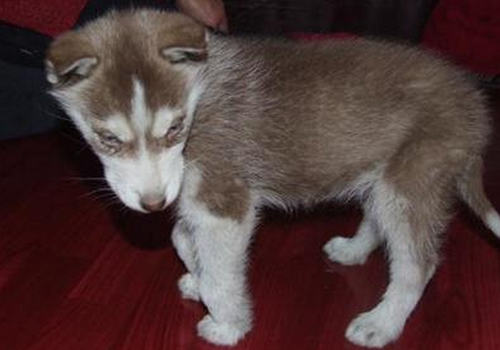 哪些因素会导致狗狗内外八