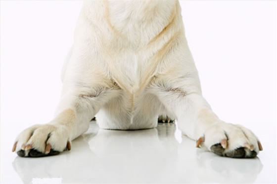 为狗狗修剪指甲的注意事项