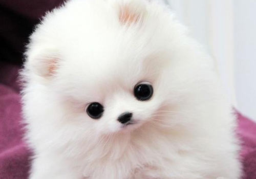 狗狗使用眼药水注意哪些问题