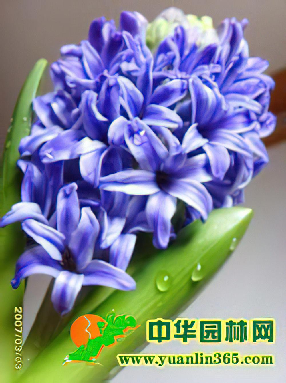 风信子的花语和象征代表意义：感谢你、热情