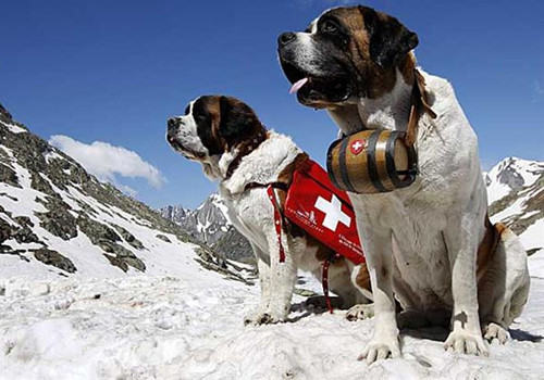 雪山中的守护神——圣伯纳犬