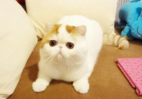 过节外出如何安置猫咪 过节外出如何安置猫咪