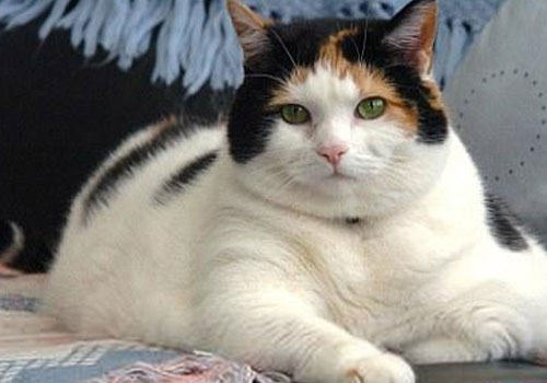 引起猫咪死亡的十大原因（一）