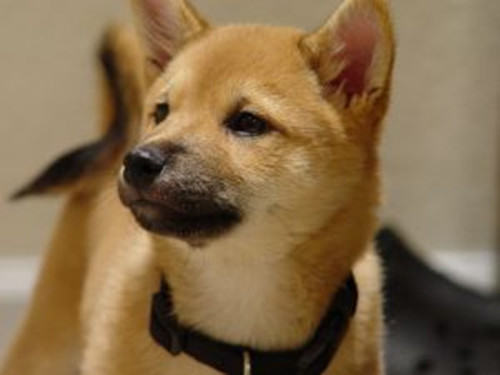 挑选幼犬食物的注意事项