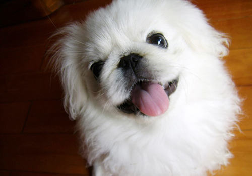 京巴狗怎么养 京巴狗怎么养