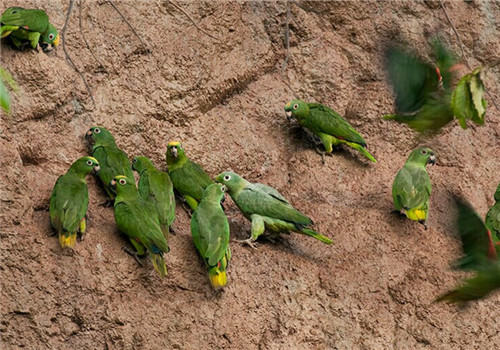 黄冠亚马逊鹦鹉的品种简介