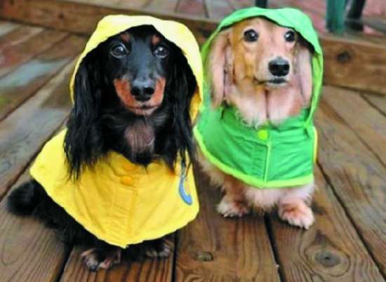 雨季狗狗出门的注意事项