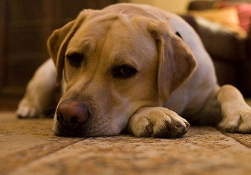 犬体外寄生虫会诱发出哪些疾病