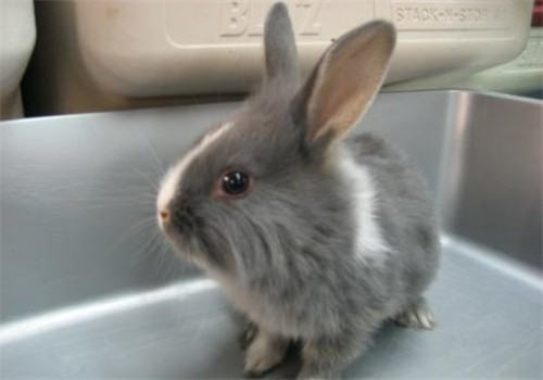 洁西伍莉的环境要求 洁西伍莉的环境要求