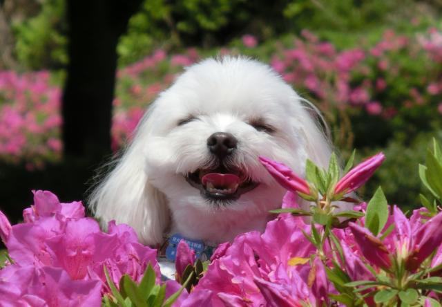 怎样制止宠物狗乱咬东西的行为