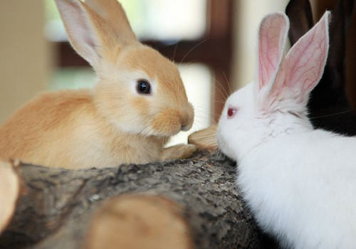 母兔是否需要绝育