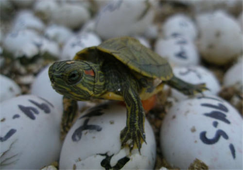 声音对龟龟的影响分析 声音对龟龟的影响分析