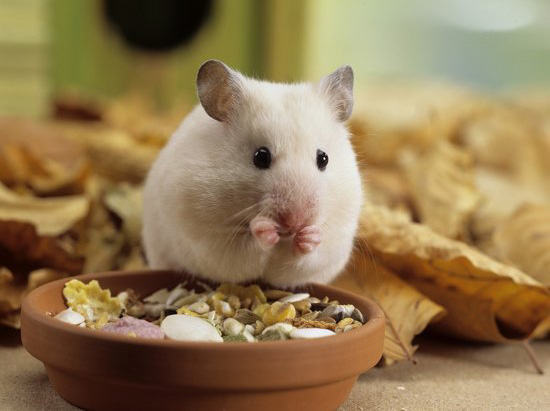 仓鼠的叫声大不大