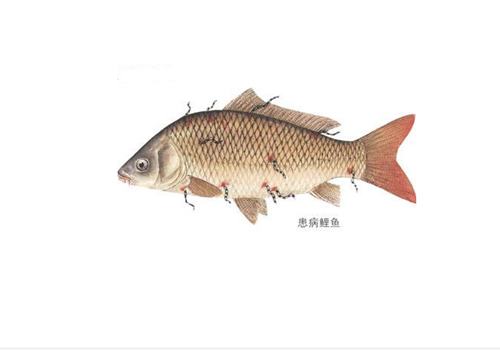 如何减少鱼缸里的寄生虫