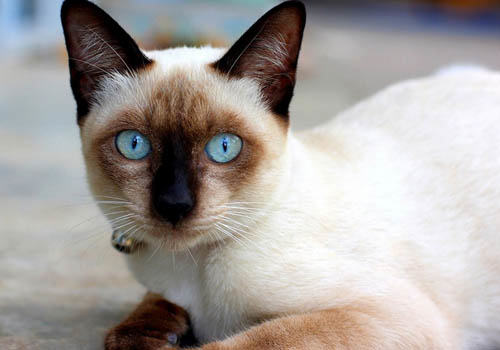 猫咪有多聪明之取暖有妙招 猫咪有多聪明之取暖有妙招