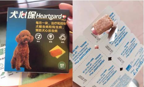 狗狗拉肚子吃什么药？快快收藏！