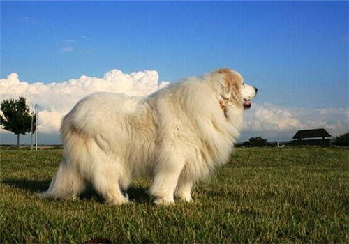 大白熊犬的品种简介