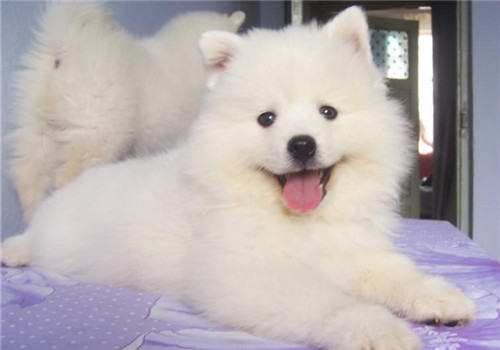犬传染性肠炎的临床症状