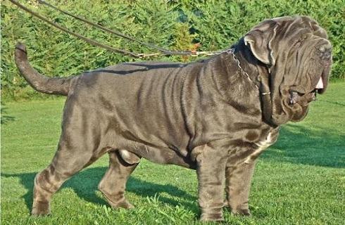 意大利纽波利顿犬多少钱一只？好养吗？