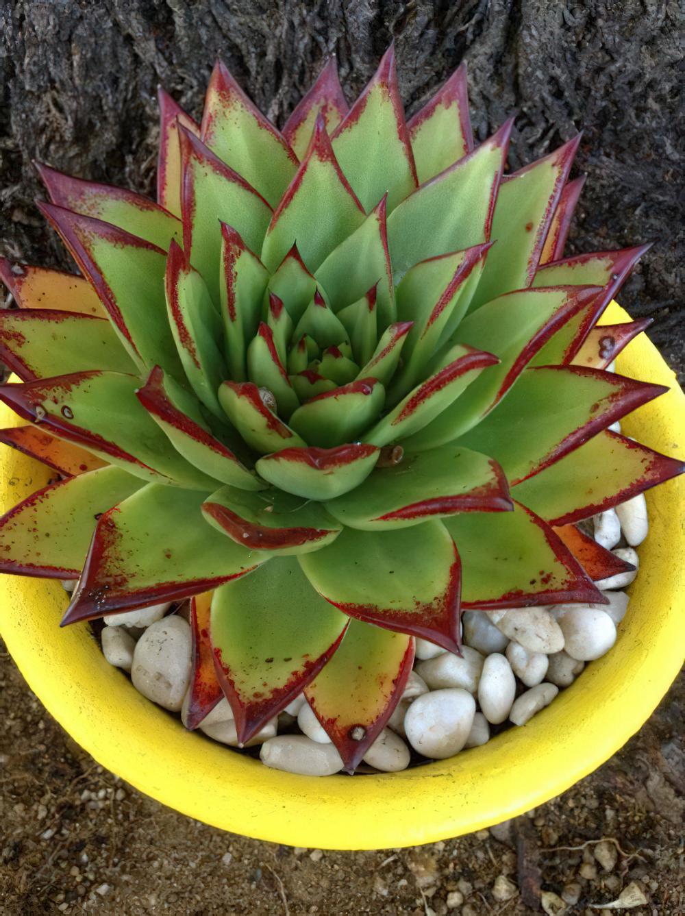魅惑之宵（口红）Echeveria agavoides var. Corderoyi
