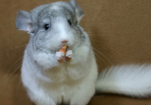 零食与诱食剂对龙猫有何坏处