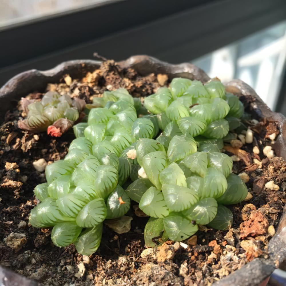 用爆盆的姬玉露证明，我不是“植物杀手”