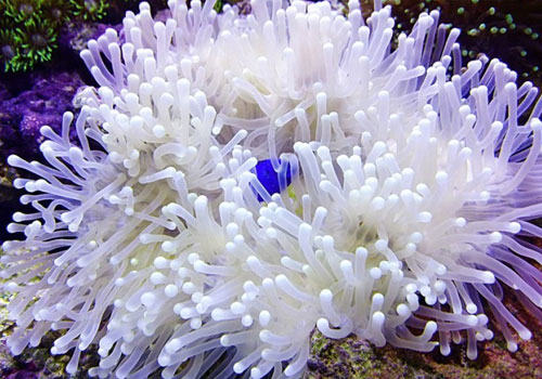 公主海葵饲养方法
