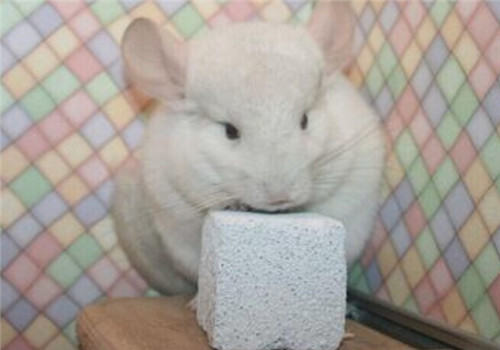 龙猫断骨的急救方式 龙猫断骨的急救方式