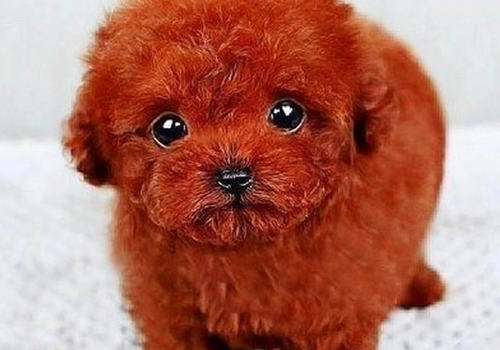 泰迪与贵宾是两个品种吗