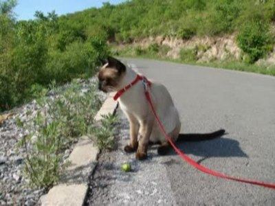 猫咪出门旅行，你真的都准备好了吗？