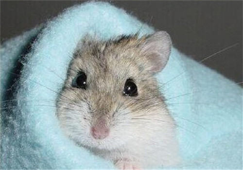 仓鼠产前产后的注意事项