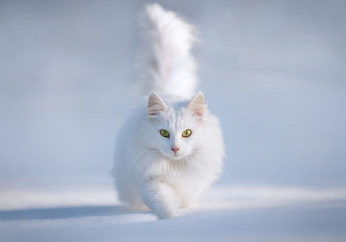 猫咪患上尿结石怎么办