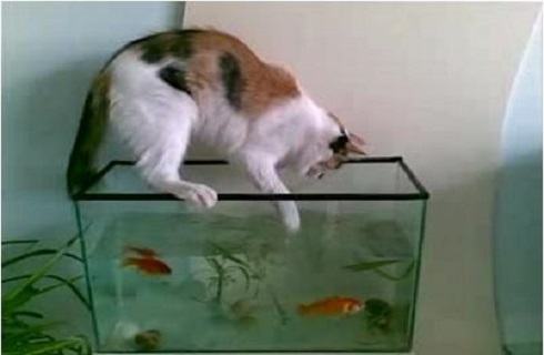 猫为什么喜欢吃鱼？给猫吃鱼需要注意什么