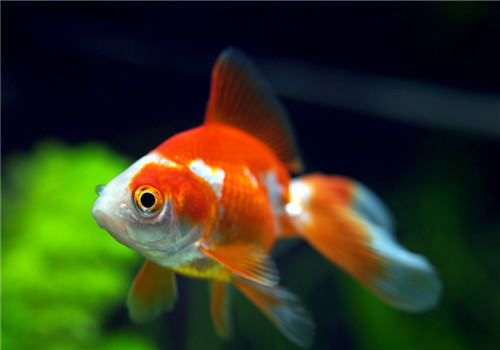 三种检测观赏鱼水质的方法 三种检测观赏鱼水质的方法