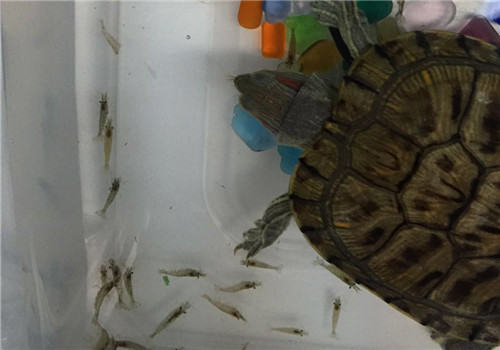 巴西龟每天吃多少东西比较合适? 巴西龟每天吃多少东西比较合适?