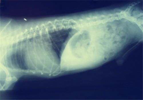 关于宠物的肥胖问题 关于宠物的肥胖问题