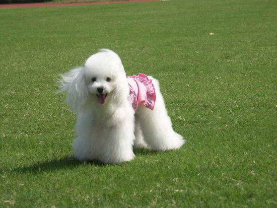 贵宾犬乱叫该怎么办