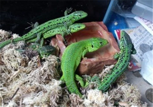 翡翠蜥的外形特点