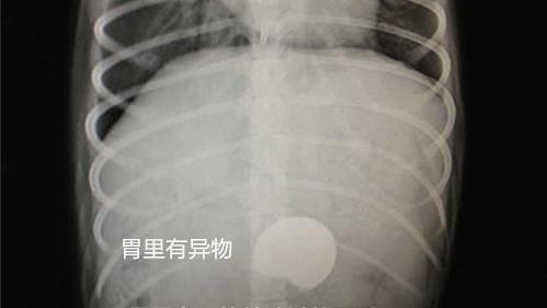 犬常见的外内科疾病（三）
