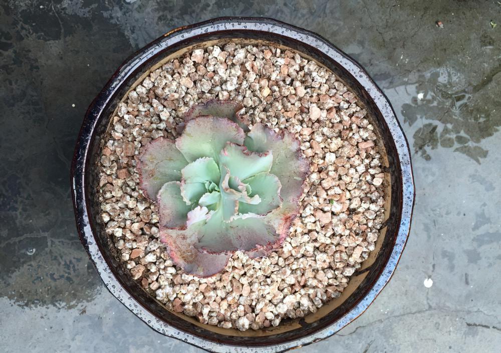 一颗花菜的励志蜕变，这样励志的包菜你是否会爱上她呢？