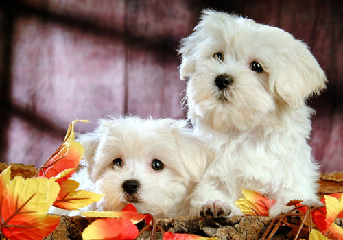 狗狗社会化训练的重要性