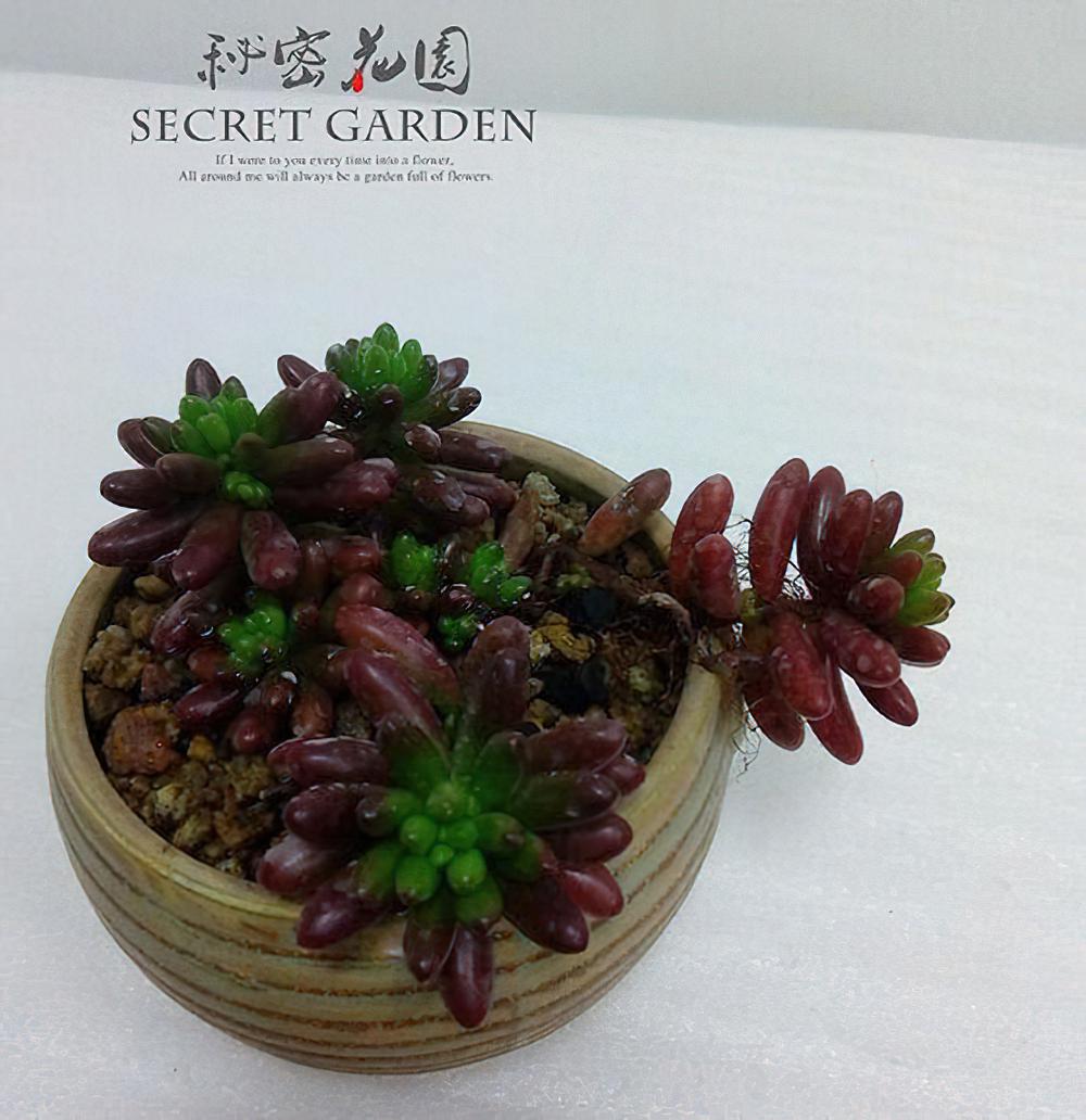 飘窗党也要精致，来看看我做的花架和我的肉肉们