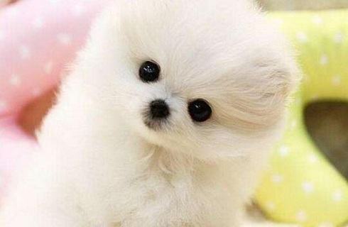 博美犬要怎么喂养？博美喂养指南？
