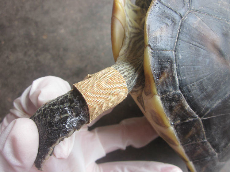花龟前肢关节皮肤糜烂病例 花龟前肢关节皮肤糜烂病例