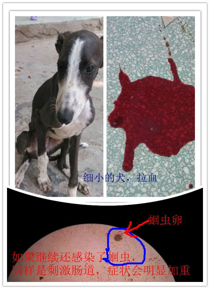 关于犬蛔虫病的介绍