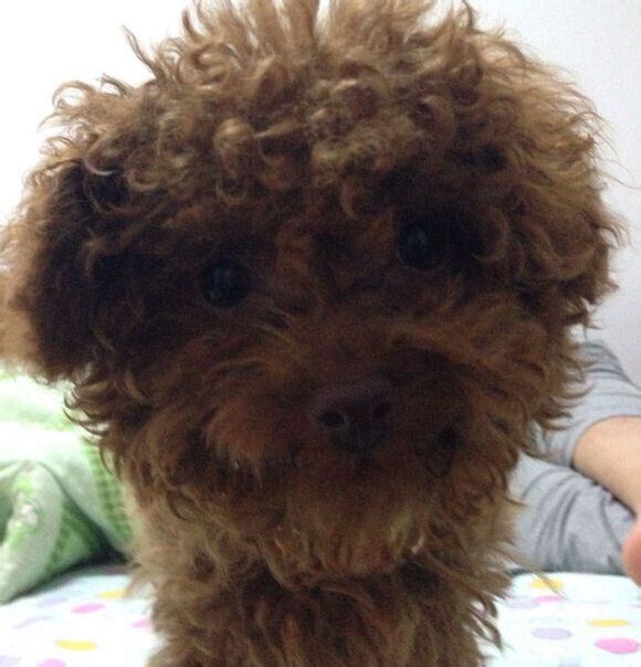 犬慢性肾功能衰竭的诊疗体会 犬慢性肾功能衰竭的诊疗体会