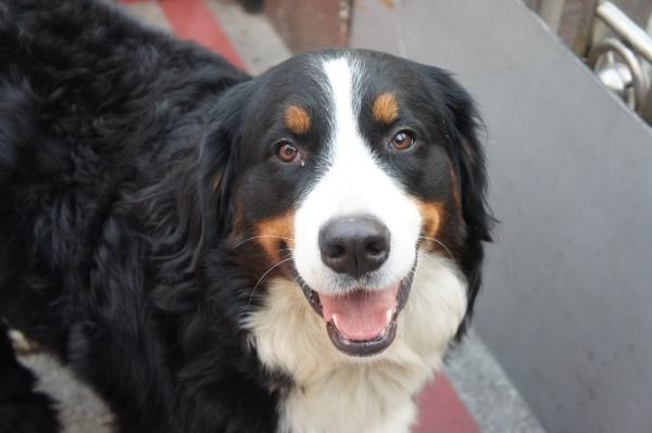 伯恩山犬的训练方法