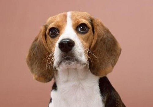 美国猎狐犬能长多大